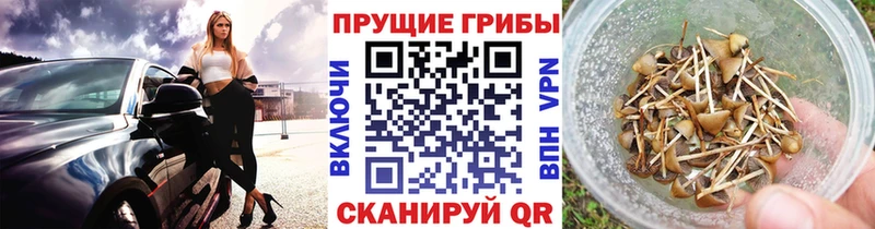 KRAKEN вход  где купить   Хадыженск  Псилоцибиновые грибы мицелий 